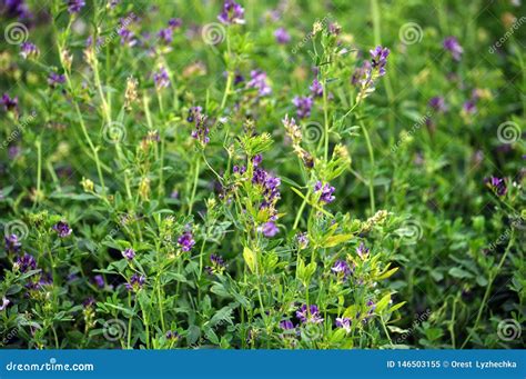 The Field Is Blooming Alfalfa Stock Image Image Of Cultivate Close