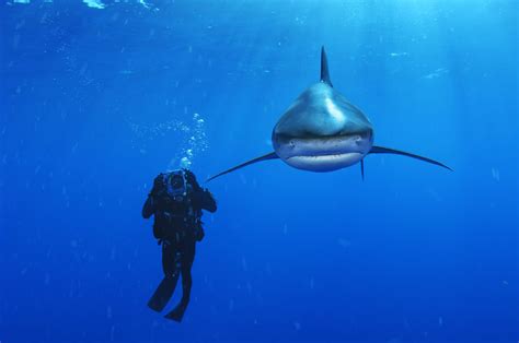 Brian Skerry Below The Surface