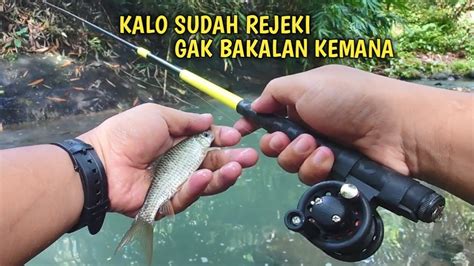 Mancing Di Spot Kalenan Kecil Tak Disangka Malah Sarangnya Ikan Melem