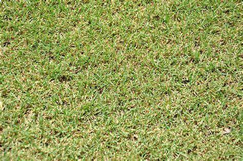 Cynodon dactylon | Bermudagrass – Plant ID