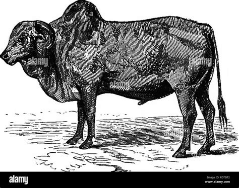 Zebu horns Black and White Stock Photos & Images - Alamy