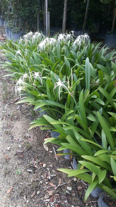 Spider Lily Tropical Groundcover Plant