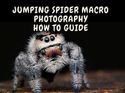 Jumping Spider Macro Photography - How To Guide + Best Macro Lenses ...