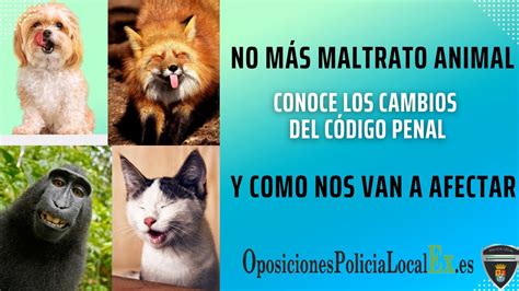 La Nueva Ley De Protección Animal ¿qué Cambia Y Cómo Te Afecta😺🐵🦁🐯