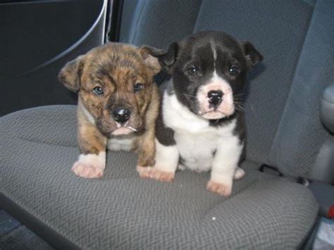 Adorable American Bulldog/Lab mix puppies brindles for Sale in Delta, Ohio Classified ...