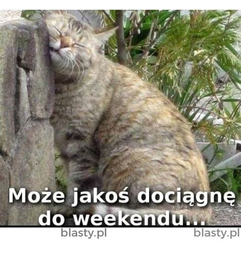 Pin By Teresa Czerniszewska On Cytaty Na Dzie Dobry Weekend Humor