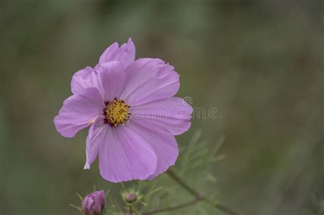 A Pink Cosmea Flower Against A Background Of Greenery In The Garden