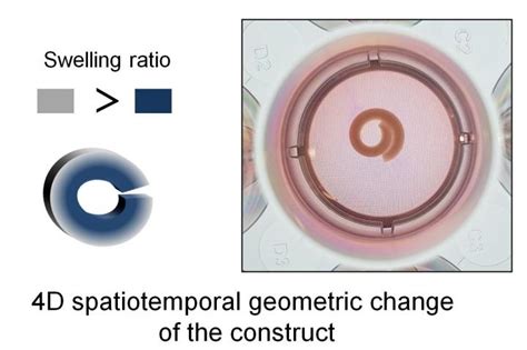 D Material Changes Shape Image Eurekalert Science News Releases