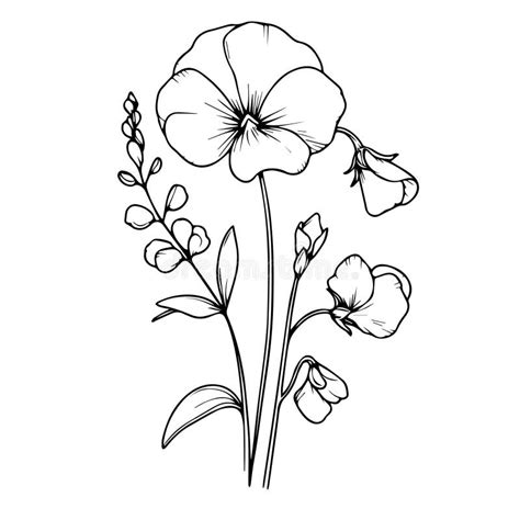 Hand Drawn Sweet Pea Flower Sketch And Botanical Illustration Sweet