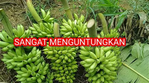 BUDIDAYA PISANG BARLIN SANGAT MENGUNTUNGKAN YouTube