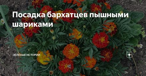 Посадка бархатцев пышными шариками | Зелёные истории | Дзен