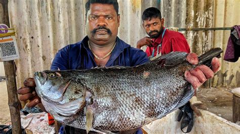 Kasimedu Speed Selvam Kal Koduva Fish Cutting Video Youtube