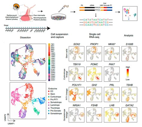 发育生物学 单细胞测序揭示人垂体发育过程中不同谱系的轨迹 哔哩哔哩