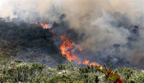 Incendios Forestales ¿qué Son Tipos Causas Consecuencias Y Más