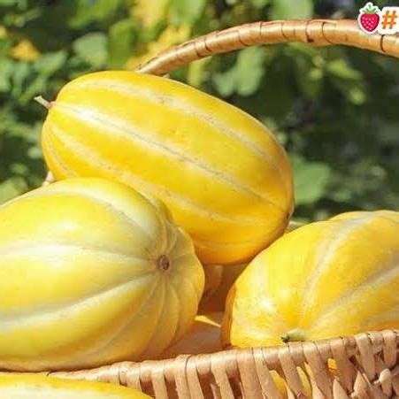 Jual Benih Bibit Buah Timun Suri Cocok Untuk Sup Buah Isi Biji