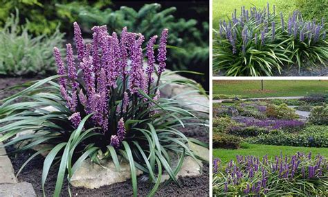 Liriope Muscari Big Blue Lilyturf Garden Plants Online