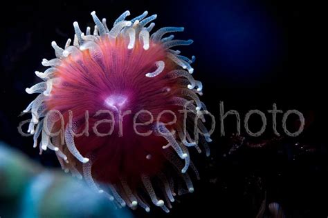 Other Scleractinia / Hard Coral « Aqua Reef Photo – Marine Photo Database & Resource