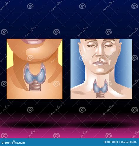 Thyroid Gland Human Anatomy Healthcare Science Stock Illustration