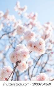 Plum Blossoms Dazaifu Tenmangu Shrine Fukuoka Stock Photo 1930934369 | Shutterstock