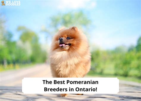 The 6 Best Pomeranian Breeders In Ontario 2024 We Love Doodles