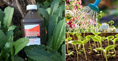 Unbelievable Hydrogen Peroxide Uses In Garden You Should Know