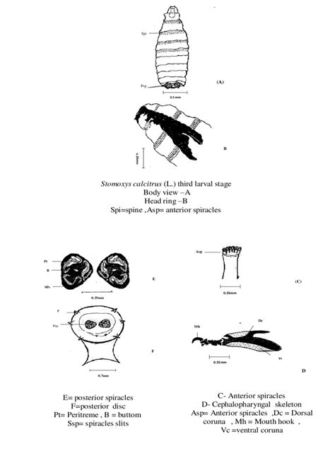 Morphology of the third instar larvae Stomoxys calicatrans L ...