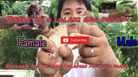 How To Identify Male And Female Quail Tips Paano Malalaman Kung