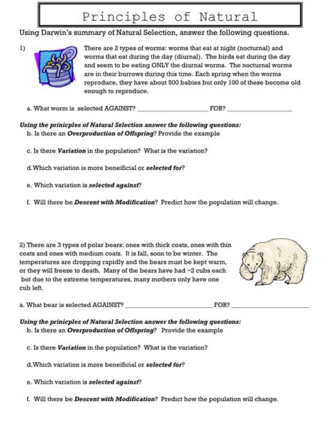 Types Of Natural Selection Worksheet E Street Light