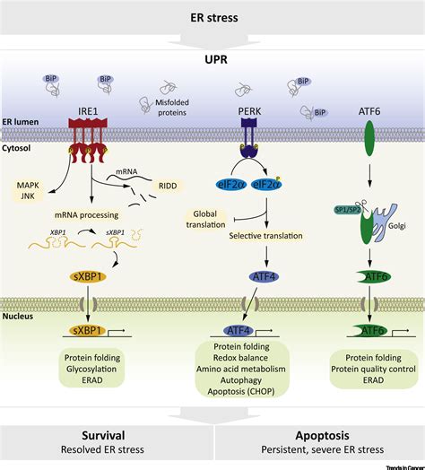 Unfolded Protein Response In Leukemia From Basic Understanding To