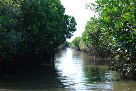 Travel Recommendations by Amit Raina: Pichavaram - The Healthy Mangrove ...