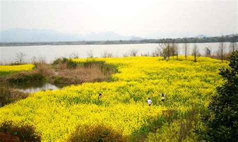 德清下渚湖濕地 千畝花海美無邊 每日頭條