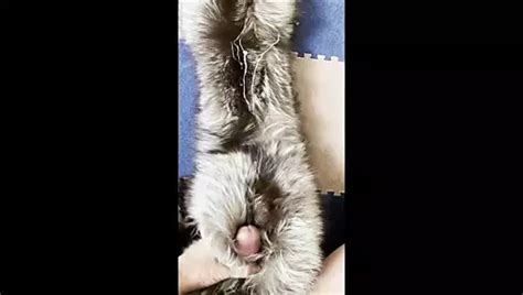 Fox Fur Masturbation And Cum On Fur Fur Fetish Fur Sex Xhamster