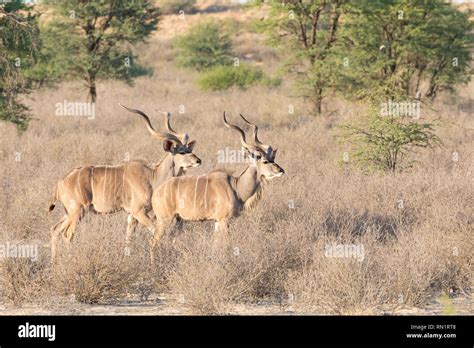 Two Greater Kudu Bulls Tragelaphus Strepsiceros Kgalagadi