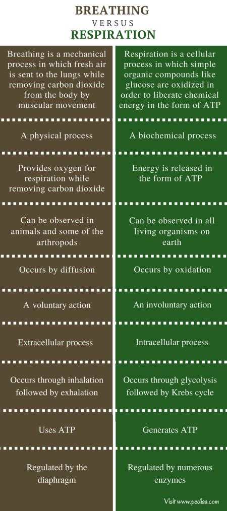 Difference Between Breathing And Respiration Explained