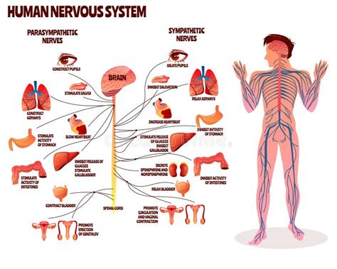 Human Nervous System Vector Illustration Stock Vector Illustration Of