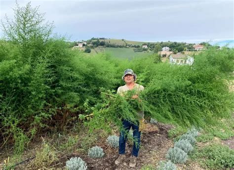 Propri T S De L Artemisia Annua De L Espoir Contre Le Paludisme Une