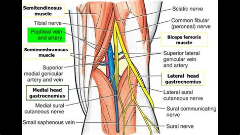 Mnemonics For Contents Of Popliteal Fossa Anatomy Made Easy Youtube