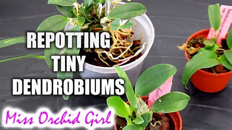 Repotting Dendrobium Orchid Seedlings Youtube