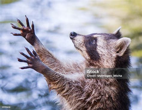 Racoon Begging For Food Stock Photo - Download Image Now - Raccoon ...