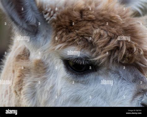 Close Up Alpaca Hi Res Stock Photography And Images Alamy