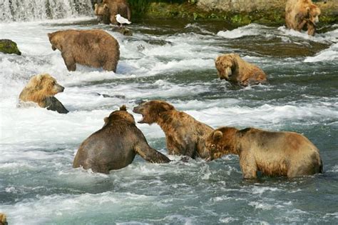 Grizzly Bear Facts - Animal Facts Encyclopedia