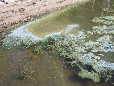 Blue-green algae identified in Moonshine Lake - My Grande Prairie Now