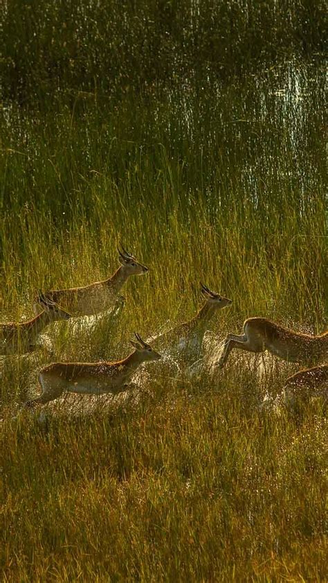 Bing Hd Wallpaper Apr Red Lechwe Okavango Delta Botswana