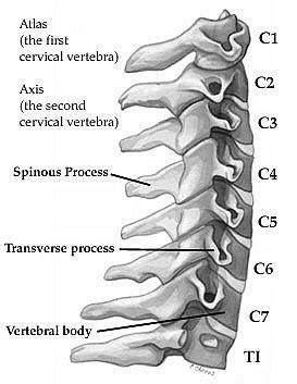 (C3-C6) Spine:Anatomy,Bony Landmark » How To Relief