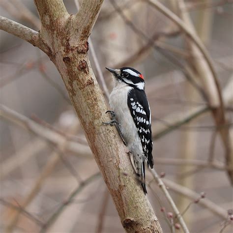 1,000+ Free Downy Woodpecker & Woodpecker Photos - Pixabay