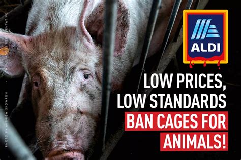 Aldi End Cages For Animals In The Us