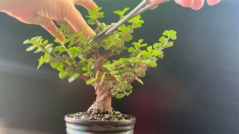 Frank Yee Cork Bark Dwarf Jade Bonsai Maintenance Pruning On My Oak