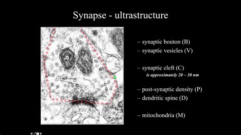 Nerve And Nervous System Part 3 Youtube