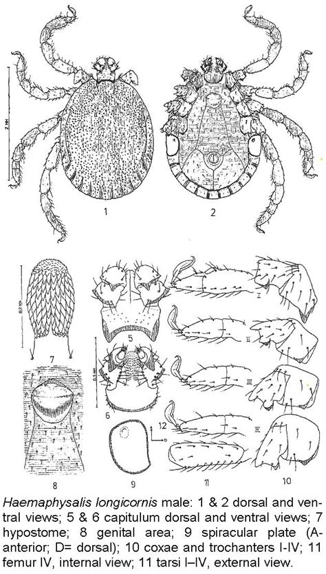 factsheet haemaphysalis longicornis