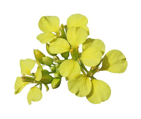 Rapeseed flower stock photo. Image of brassica, napus - 1727964